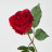 Rose fête des mères