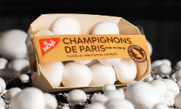 Champignons blancs de Paris / MARTINIQUE