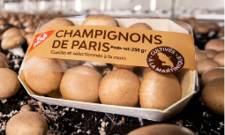 Champignons bruns de Paris / MARTINIQUE